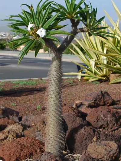 Palmier de Madagascar – Pachypodium Lamerei