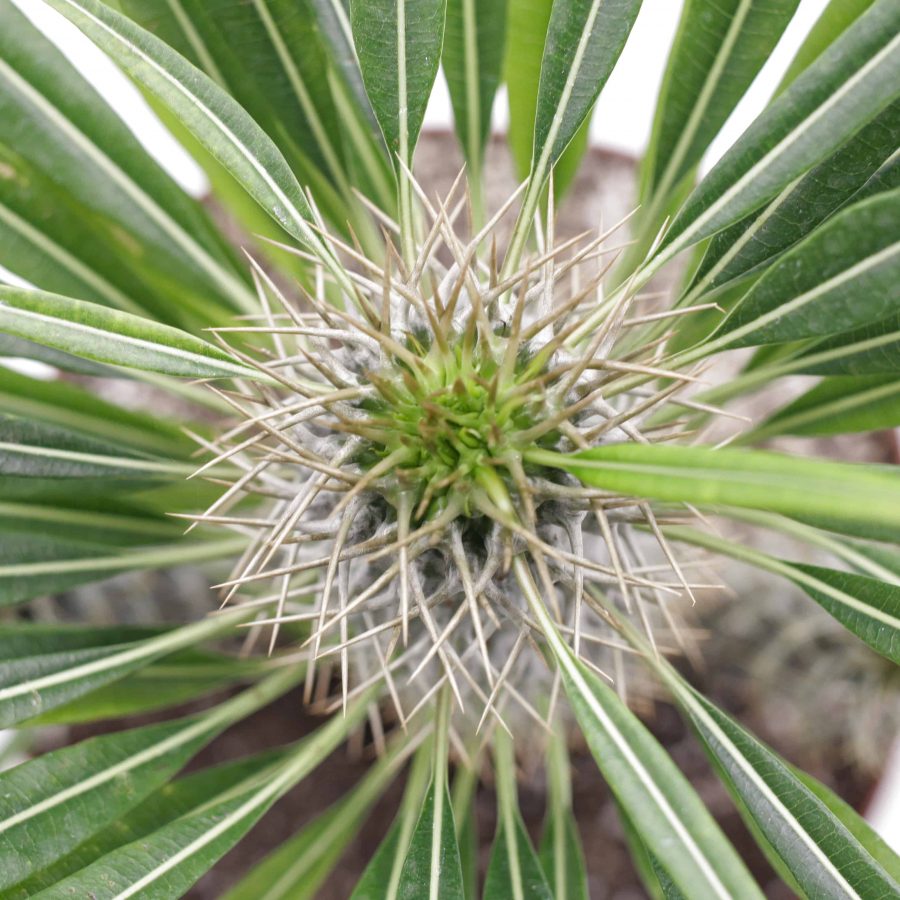 Palmier de Madagascar – Pachypodium Lamerei – Image 4