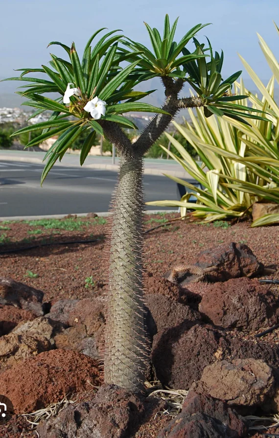 Palmier de Madagascar – Pachypodium Lamerei