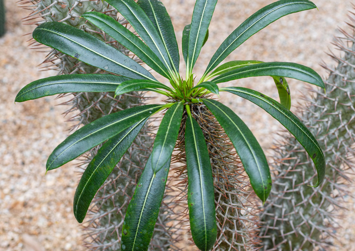 Palmier de Madagascar – Pachypodium Lamerei – Image 2