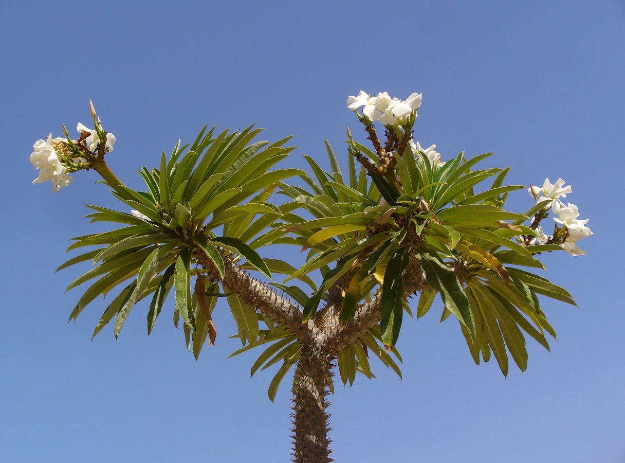 Palmier de Madagascar – Pachypodium Lamerei – Image 5
