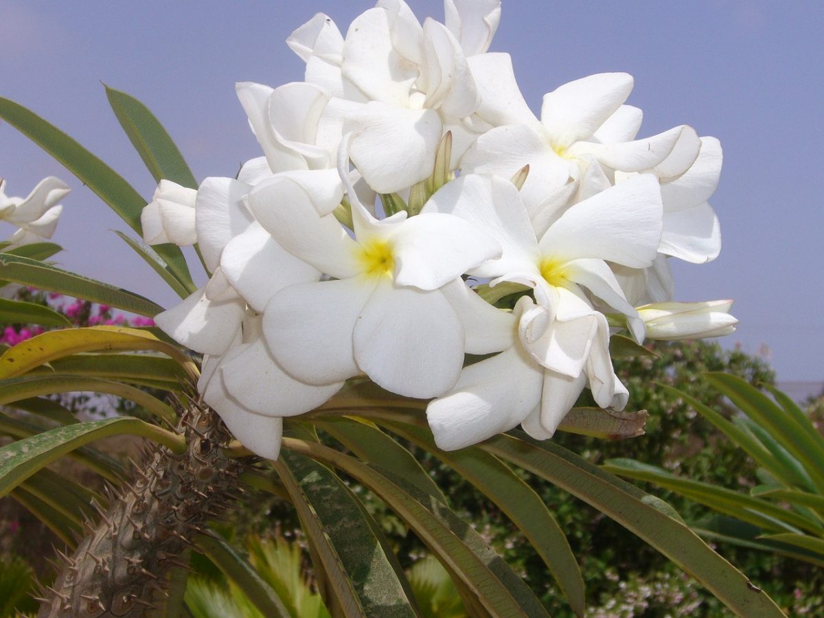 Palmier de Madagascar – Pachypodium Lamerei – Image 3