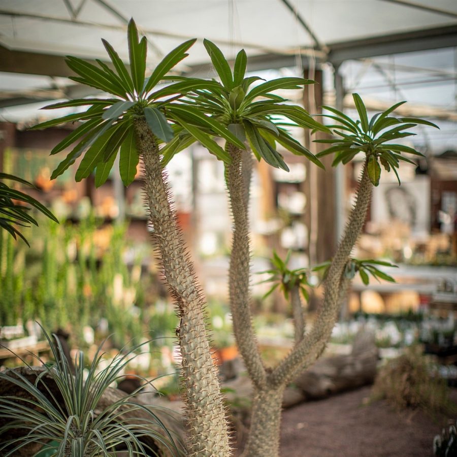 Palmier de Madagascar – Pachypodium Lamerei – Image 6
