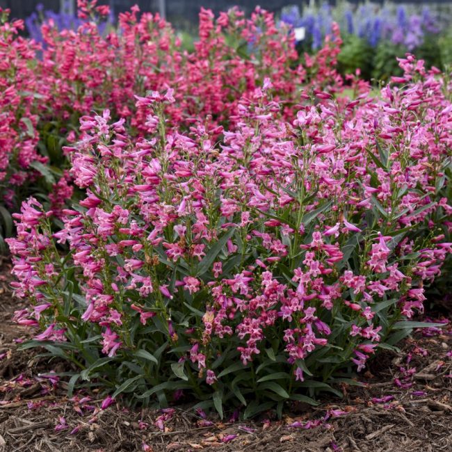 Fleurs de Beardtongue – Penstemon – Image 7