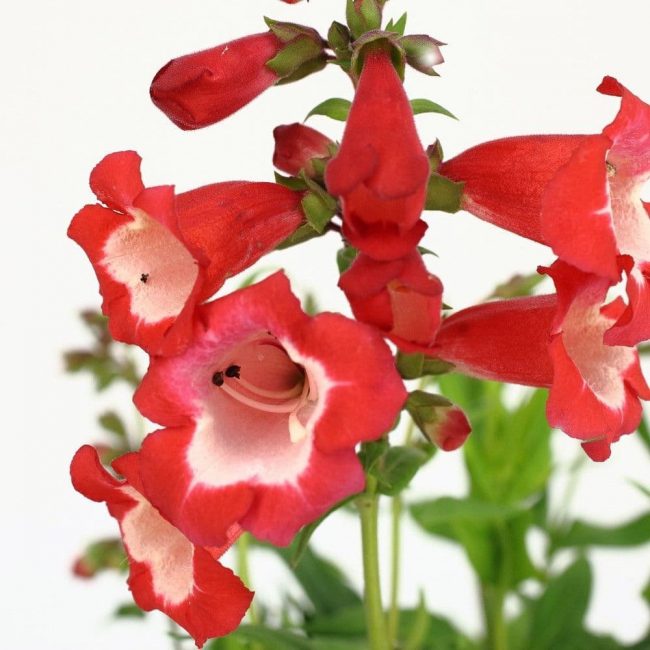 Fleurs de Beardtongue – Penstemon – Image 3