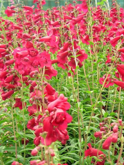 Fleurs de Beardtongue – Penstemon