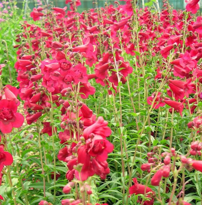 Fleurs de Beardtongue – Penstemon