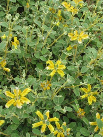 Sauge de Jérusalem – Phlomis