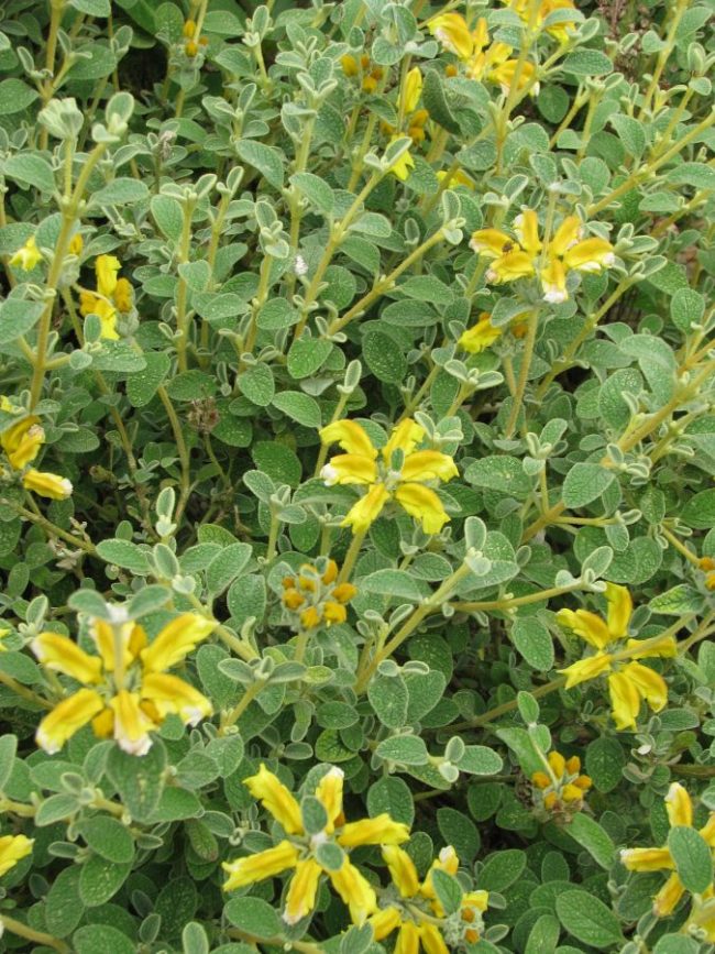 Sauge de Jérusalem – Phlomis