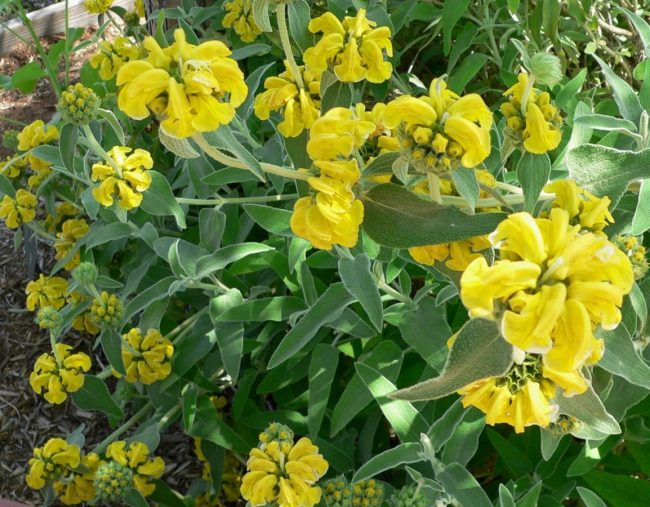 Sauge de Jérusalem – Phlomis – Image 4