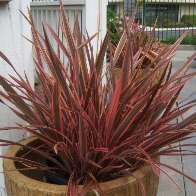 Lin de Nouvelle-Zélande – Phormium (Variétés) – Image 3