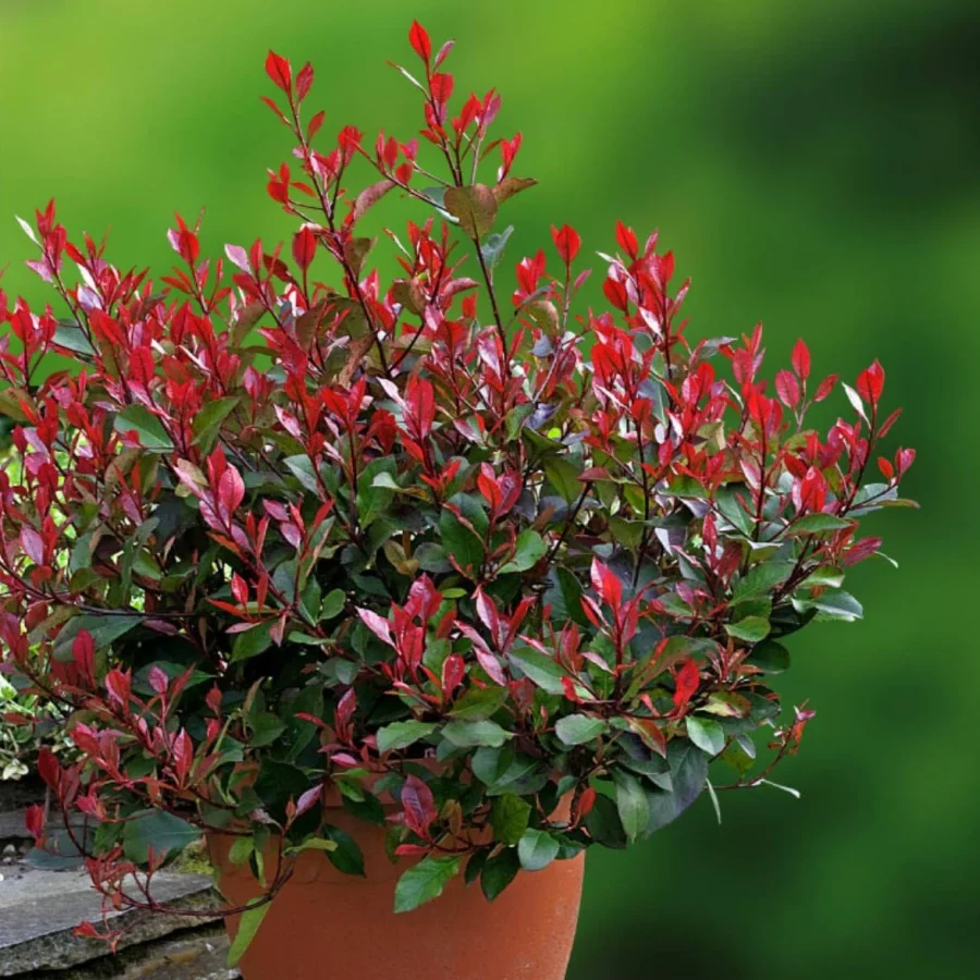 Photinia (Variétés) – Image 3