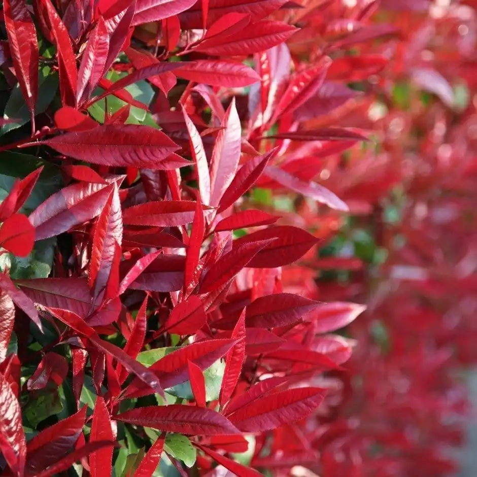 Photinia (Variétés) – Image 2