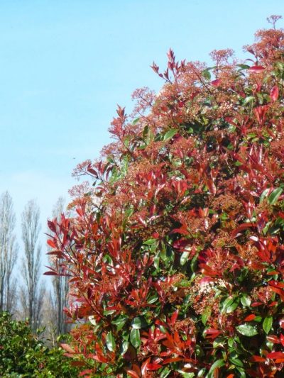 Photinia (Variétés)