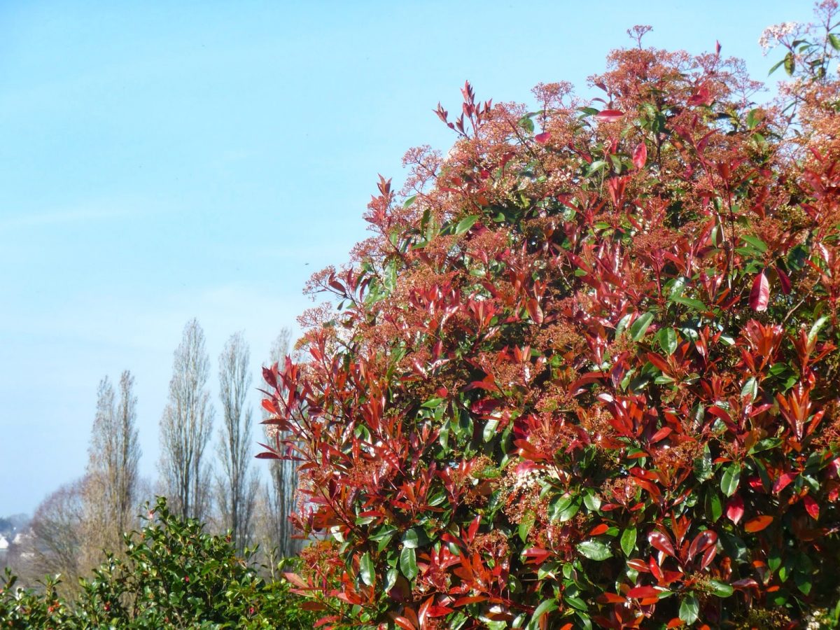 Photinia (Variétés)