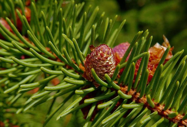 Pin Parasol – Pin Pinea – Image 2