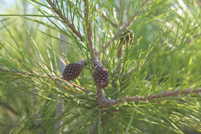 Pin d’Alep – Pinus Halepensis – Image 2