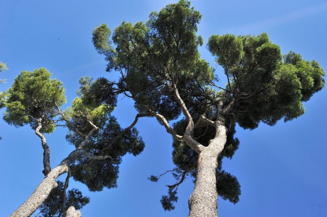 Pin d’Alep – Pinus Halepensis – Image 4