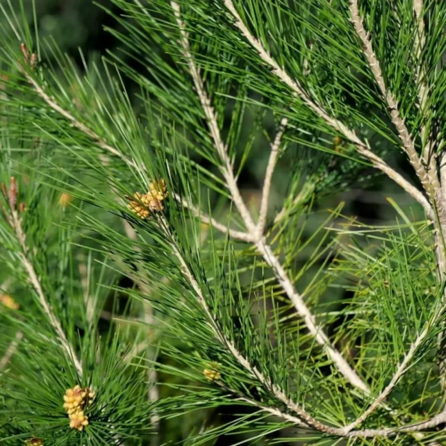 Pin d’Alep – Pinus Halepensis – Image 3