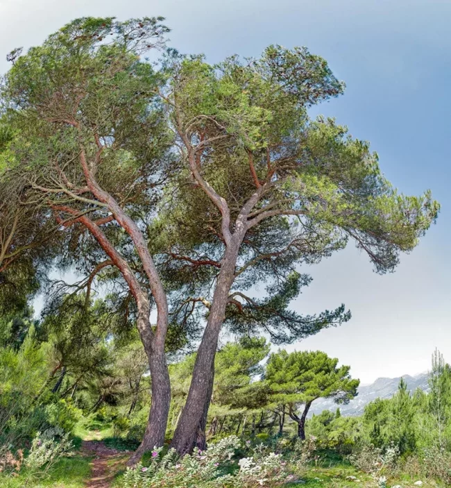 Pin d’Alep – Pinus Halepensis – Image 5