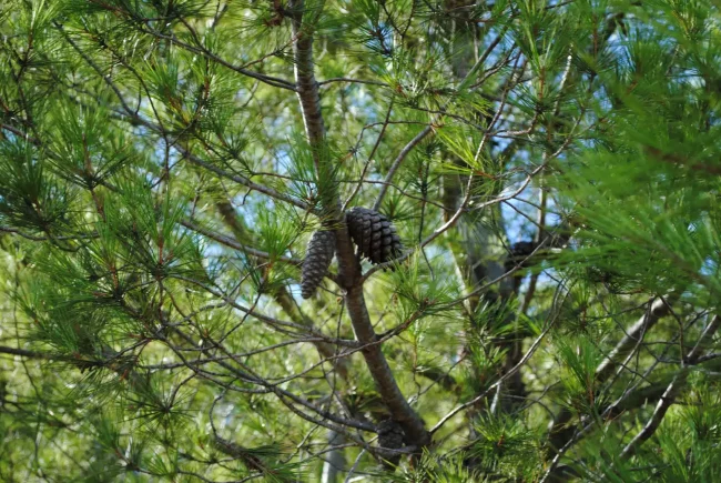 Pin d’Alep – Pinus Halepensis