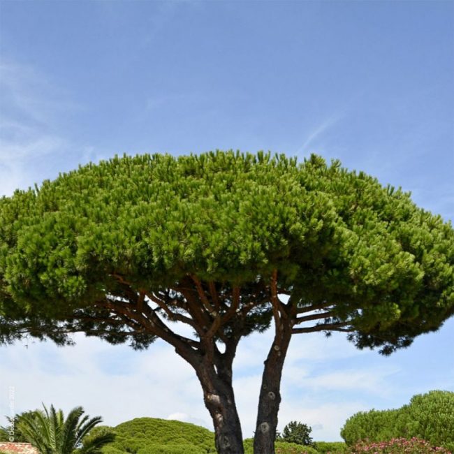 Pin Parasol – Pin Pinea – Image 4