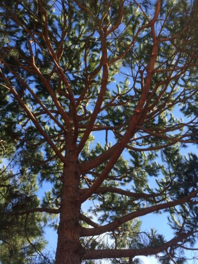Pin Parasol – Pin Pinea