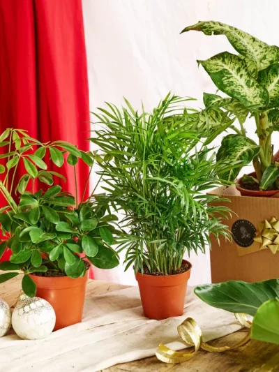 Plantes d'Intérieur