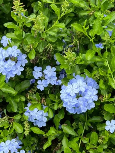 Dentelaire du Cap – Plumbago Capensis