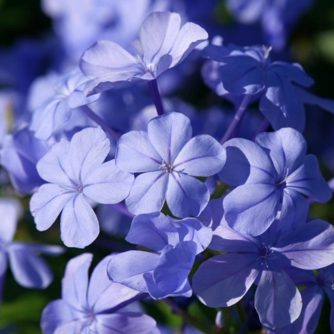 Dentelaire du Cap – Plumbago Capensis – Image 2
