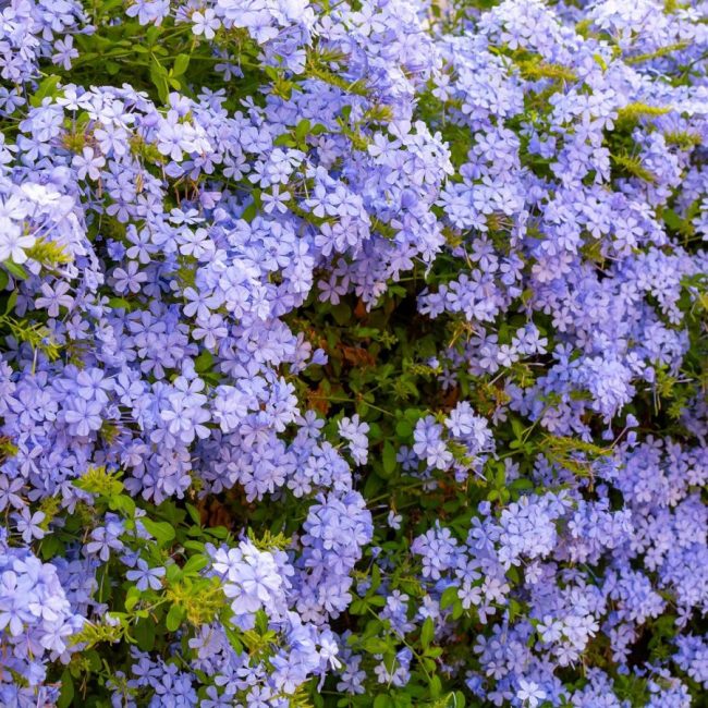Dentelaire du Cap – Plumbago Capensis – Image 4