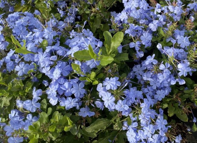 Dentelaire du Cap – Plumbago Capensis – Image 3