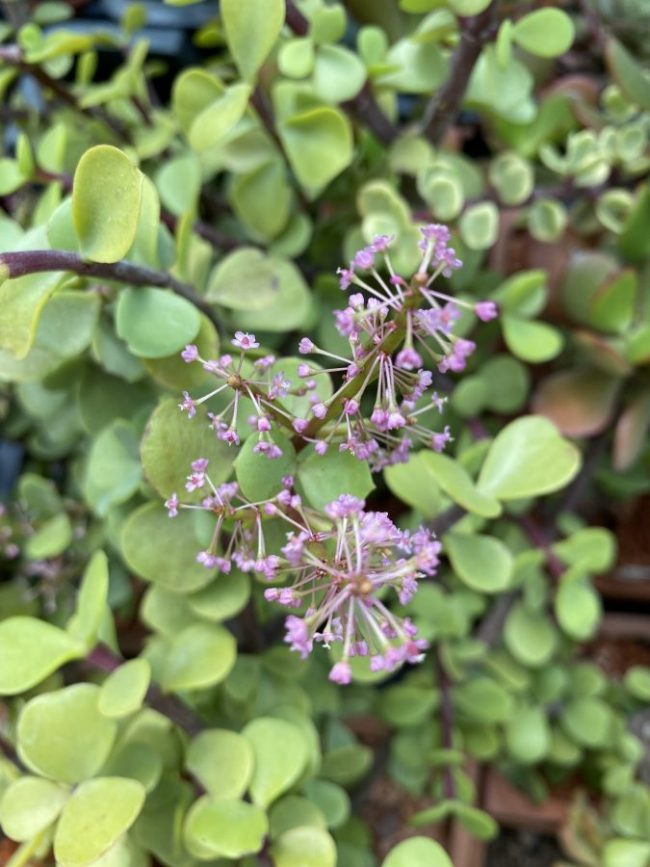 Pourpier Arbustif – Portulacaria Afra – Image 3