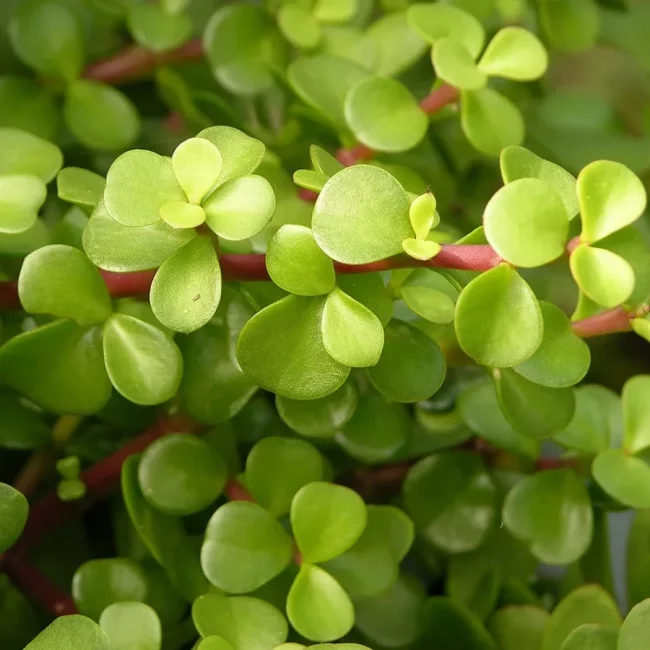 Pourpier Arbustif – Portulacaria Afra – Image 2