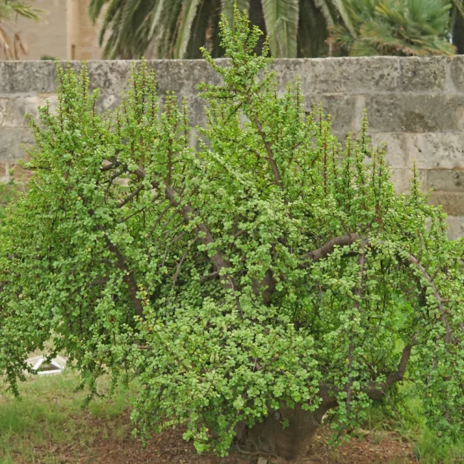 Pourpier Arbustif – Portulacaria Afra – Image 4