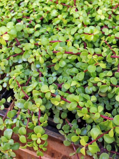 Pourpier Arbustif – Portulacaria Afra