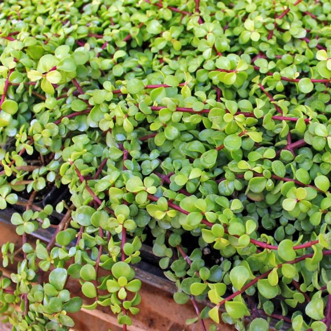 Pourpier Arbustif – Portulacaria Afra