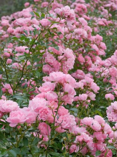 Rosier Fairy – Rosa × Polyantha