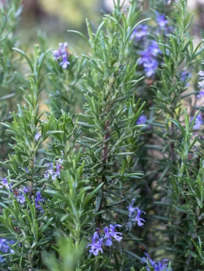 Romarin – Rosmarinus (Variétés)