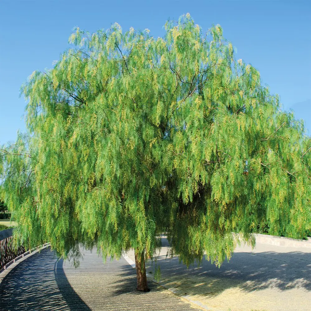 Faux Poivrier – Schinus Molle – Image 7