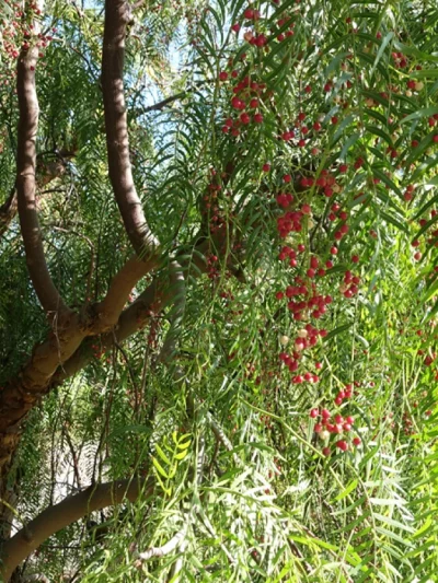 Faux Poivrier – Schinus Molle