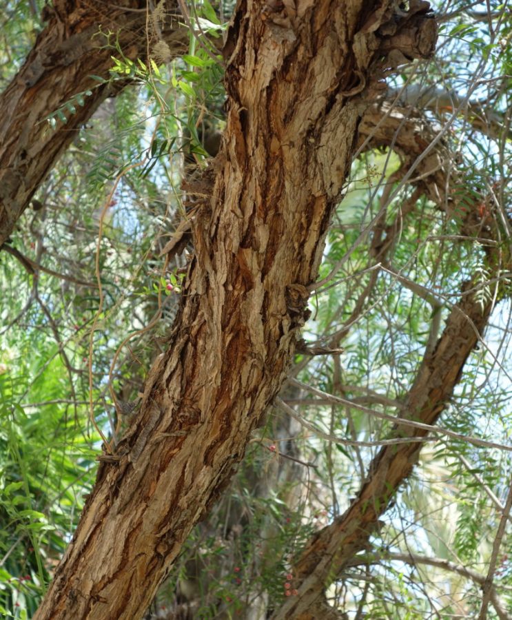 Faux Poivrier – Schinus Molle – Image 6