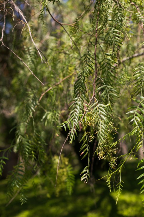 Faux Poivrier – Schinus Molle – Image 2