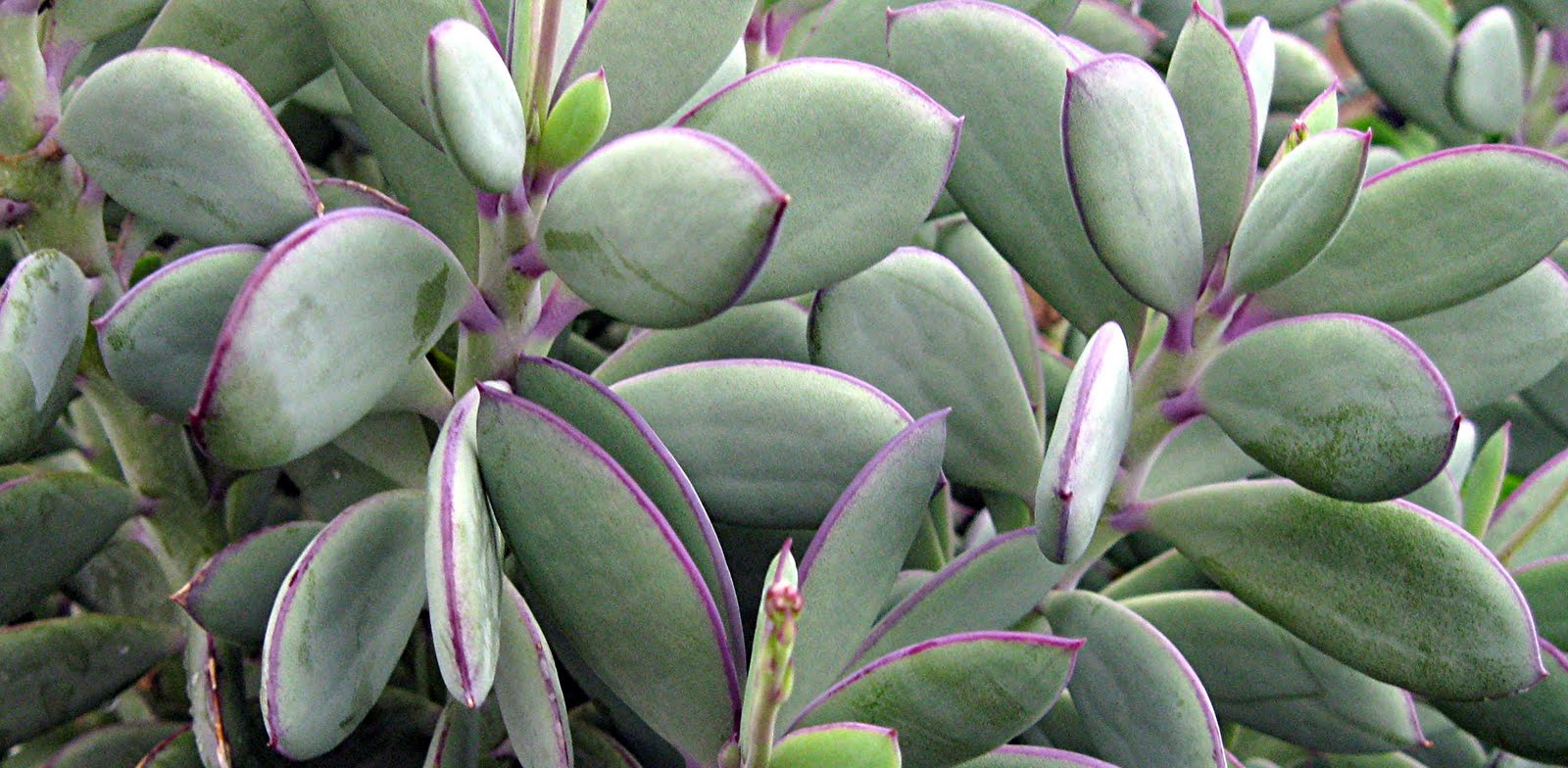 Senecio 'Crassissimus' à Grandes Feuilles – Image 2