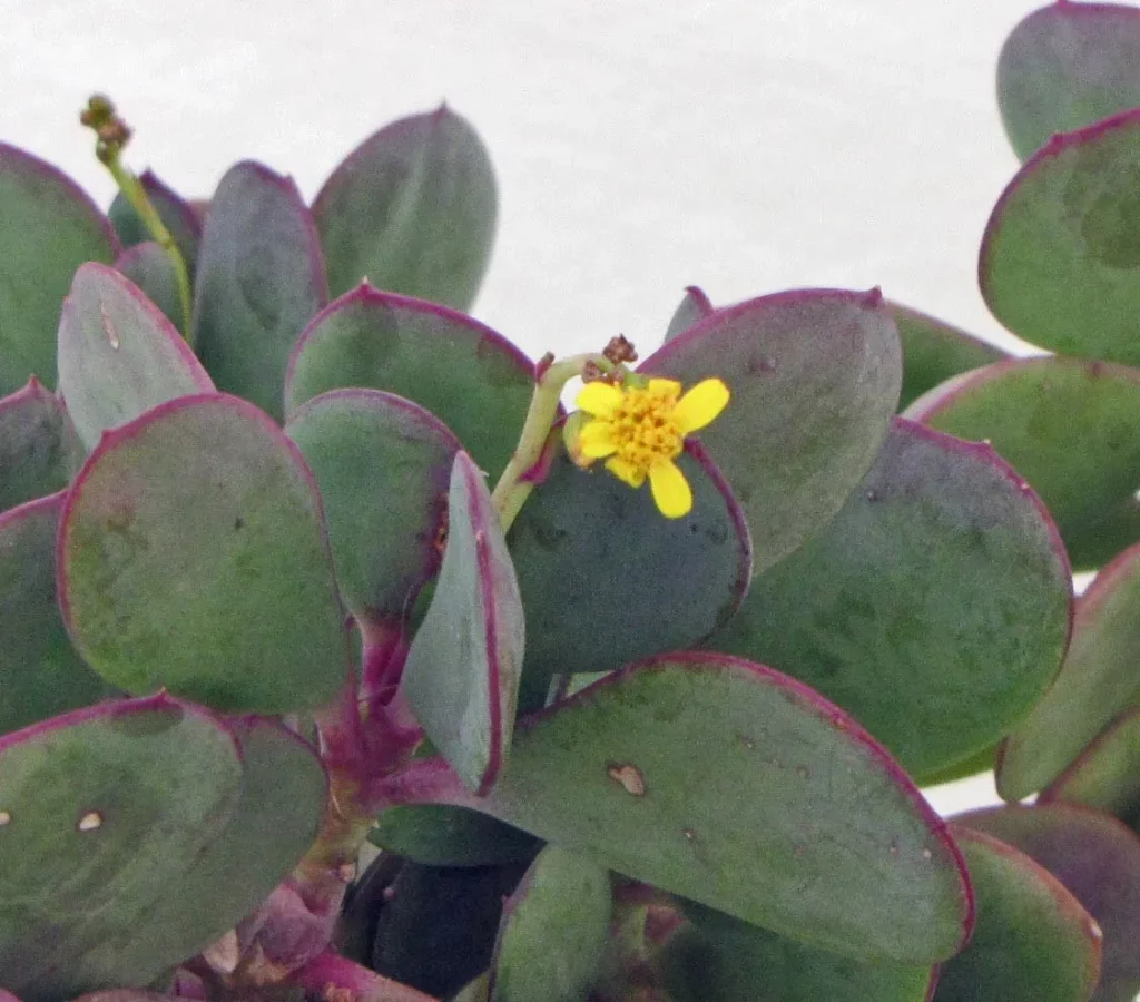 Senecio 'Crassissimus' à Grandes Feuilles – Image 3