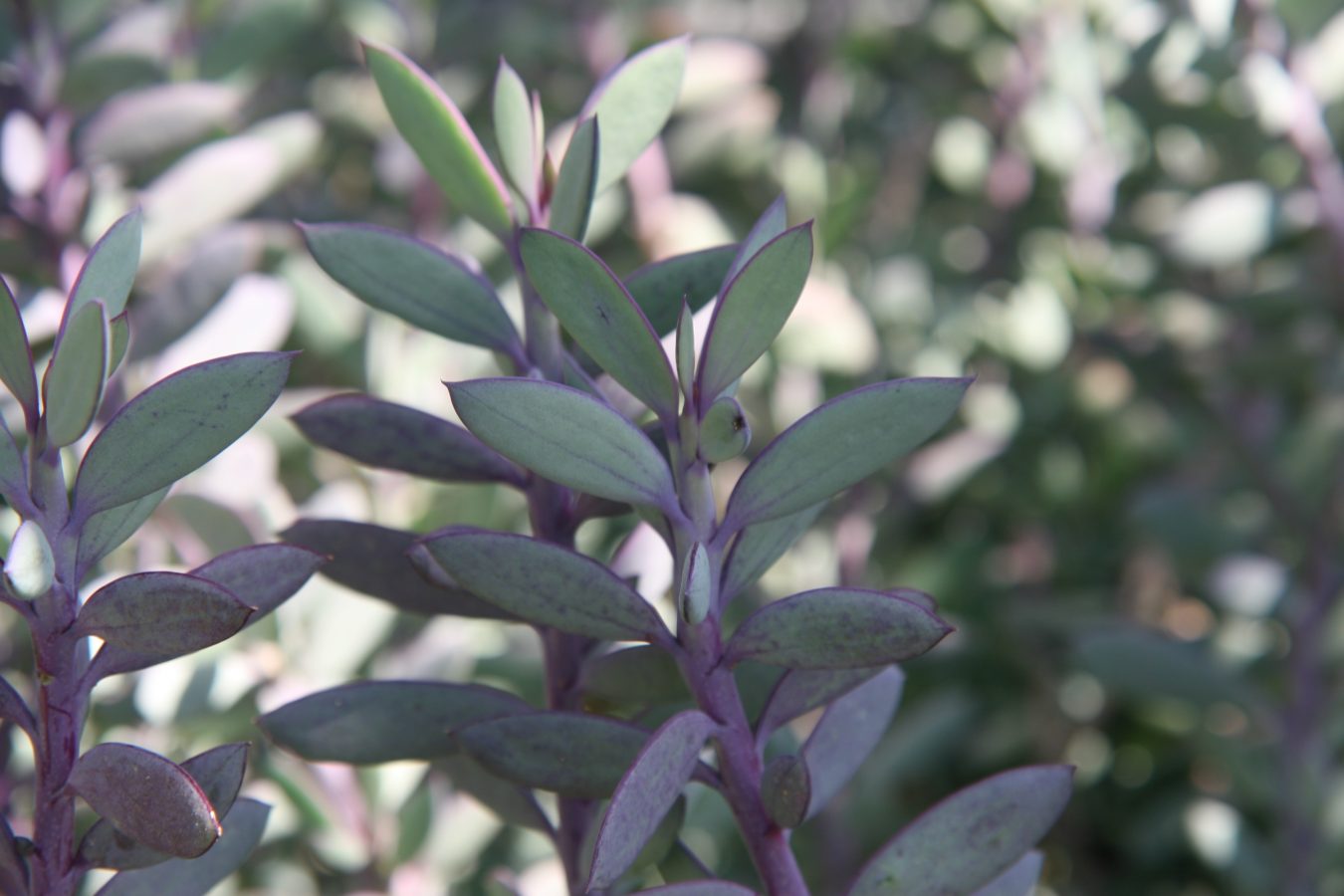 Senecio 'Crassissimus' à Grandes Feuilles – Image 4
