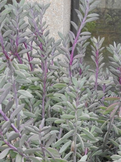 Senecio 'Crassissimus' à Grandes Feuilles