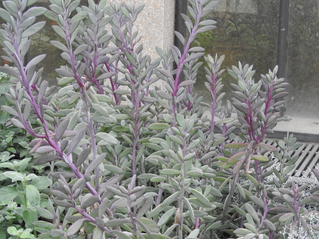 Senecio 'Crassissimus' à Grandes Feuilles