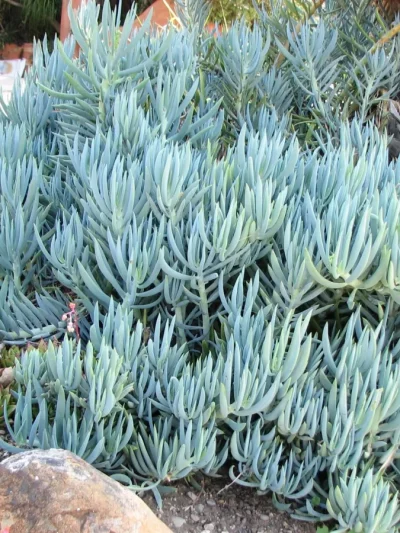 Senecio 'Mandraliscae' Bleu