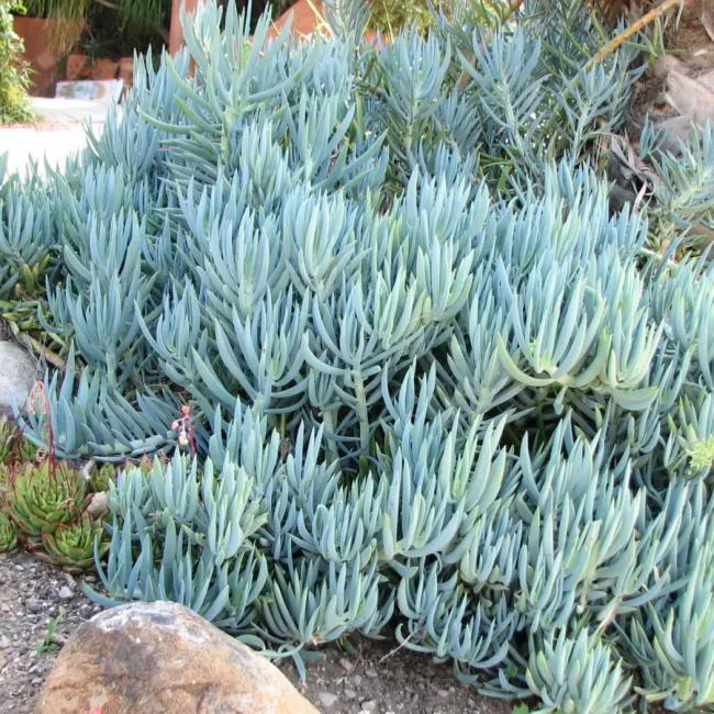 Senecio 'Mandraliscae' Bleu